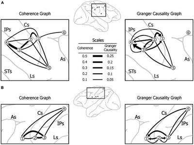 Brain Synchronization and Multivariate Autoregressive (MVAR) Modeling in Cognitive Neurodynamics